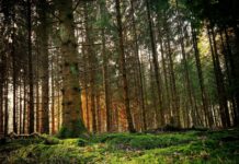 How Does Random Forrest Apply to Artificial Intelligence (AI)